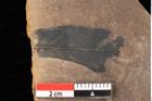 Foto (Detailansicht) von Quercus palaeoilex Ettingshausen (NHMW-GEO-2024-0188-0746)